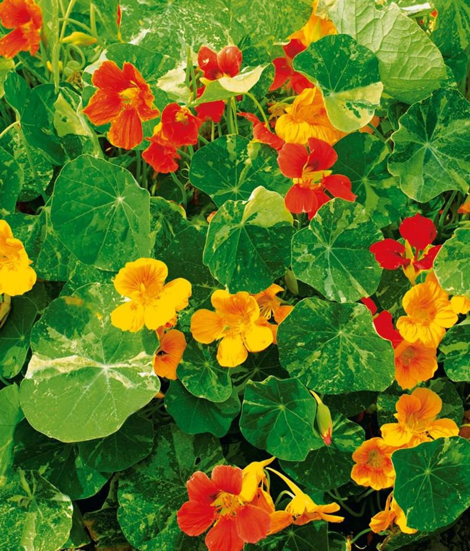 Nasturtium Alaska Flower Seeds - Etsy Israel