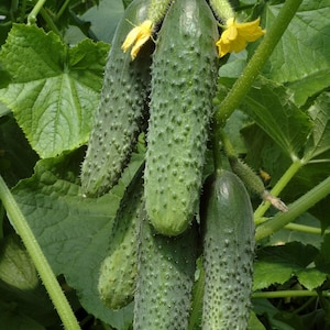 Cucumber Seeds Courage F1 Vegetable seeds