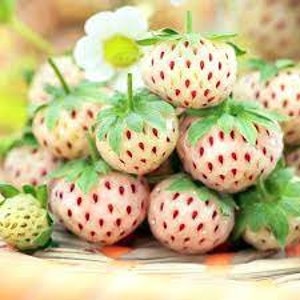 Strawberry Seeds  Snow Pineapple renovation