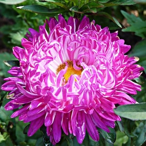 Aster Kontraster Pink Flower Seeds from Ukraine