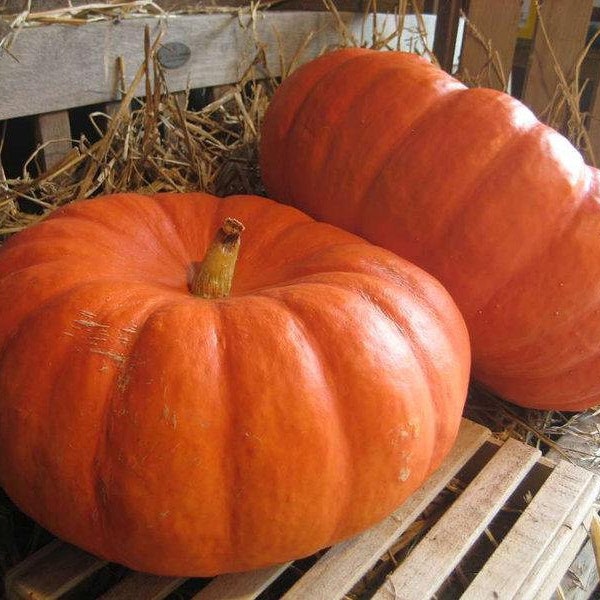 Graines de Courge Rouge Vif d'Etampes