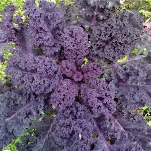 Cabbage red seeds Redbor
