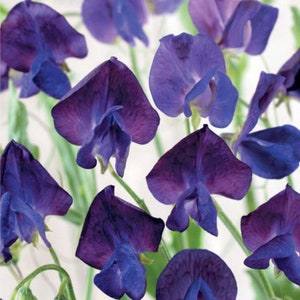 Lathyrus Odoratus Wicke Denny Blumen Samen aus der Ukraine