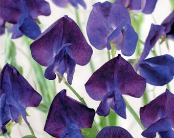 Lathyrus Odoratus Wicke Denny Blumen Samen aus der Ukraine