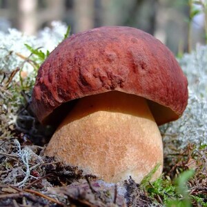 Boletus pinophilus white Mushroom / Mycelium Spores Spawn Dried Seeds image 3