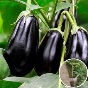 Auberginen Samen Black Beauty Großes Erbstück Gemüse