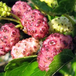 Mulberry Pink Seeds Berries Seed from Ukraine/ 50 seeds
