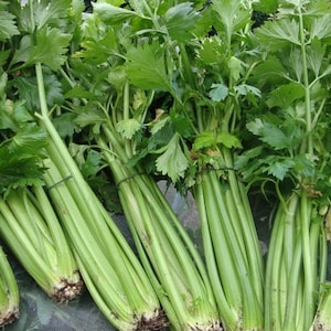 Puede incluir: Un manojo de tallos de apio verde fresco con hojas, atados y listos para cocinar.