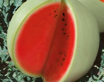 Semilla de sandía blanca (100 semillas) #11146