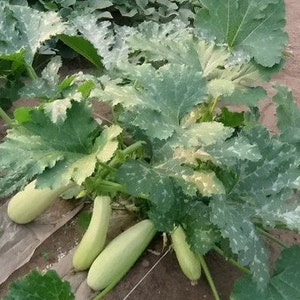 Pompoen Courgettezaden Cavili F1 parthenocarp 5 zaden
