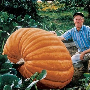 Pumpkin seeds Atlantic giant Ukraine Heirloom Vegetable Seeds #1869