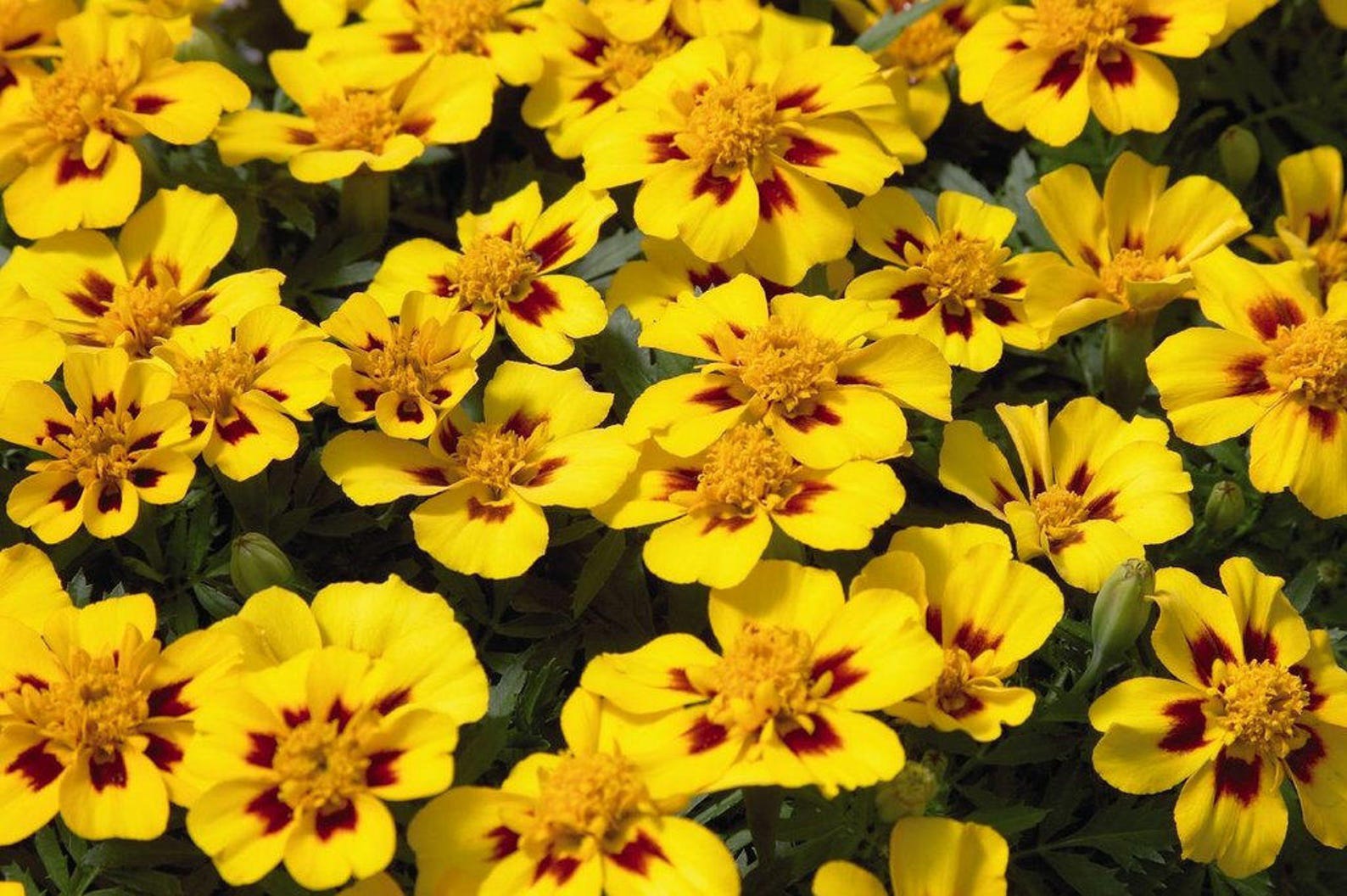 Marigold С†РІРµС‚