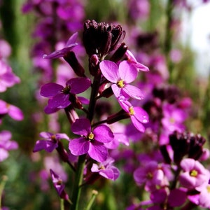 Matthiola bicornis Flower Seeds  from Ukraine #11138