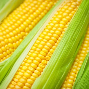 May include: Close-up of fresh corn on the cob, with the husks pulled back to reveal the bright yellow kernels.
