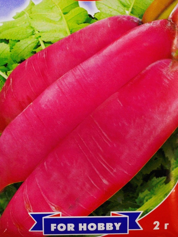 Ravanello Cinese: Il Daikon! Una Radice Dall'oriente - Foto 8