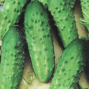 Könnte beinhalten: Nahaufnahme von mehreren grünen Gurken mit einer unebenen Textur. Die Gurken sind in einer Gruppe angeordnet, wobei sich einige überlappen. Der Hintergrund ist hellbraun.