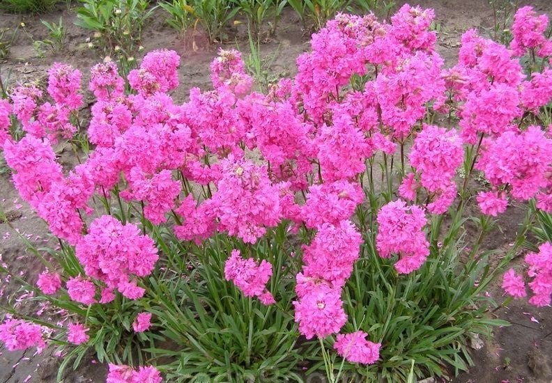Лихнис Смолка