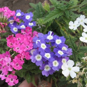 Verbena seeds MIX Flowers Seeds from Ukraine#1010