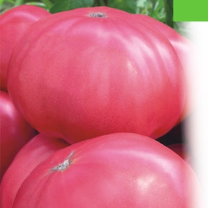 Organic Tomato Vegetable seeds Pink Giant from Ukraine late #1822