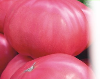 Semillas de tomate orgánico gigante rosa de Ucrania, finales de 1822