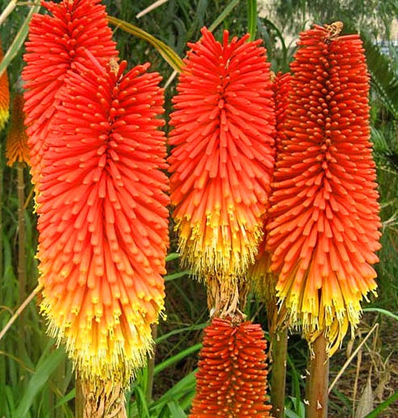 Kniphofia Uvaria Flowers Seeds from Ukraine #1130