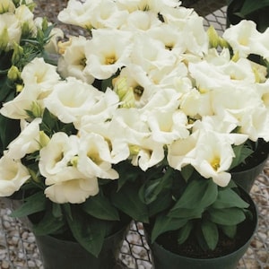 Eustoma / Lisianthus Florida Silver F1 grandiflora Flower Seeds  / 1939