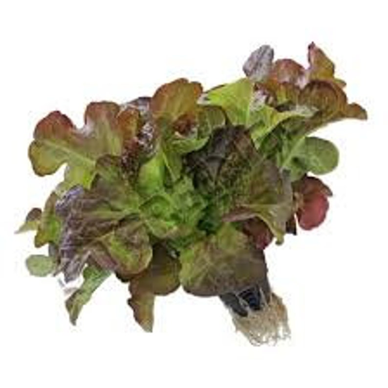 Salad Seeds Coral red Organic Vegetable Seed 667 Etsy