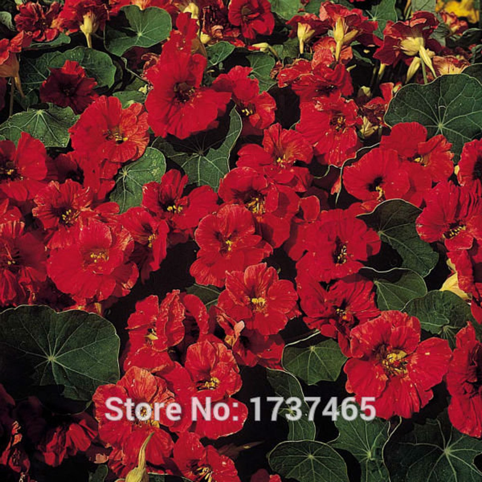 Nasturtium Red Terry Flower Seeds 1958 Etsy