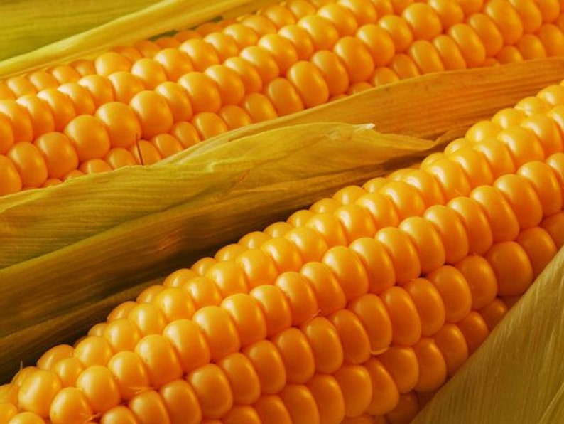 Corn seeds Popcorn Ukraine heirloom Organic seeds average Etsy