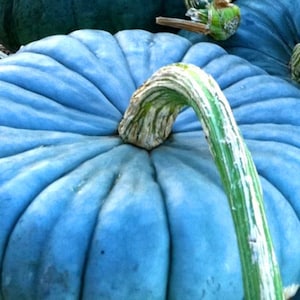 Pumpkin seeds Queensland Blue Ukraine Heirloom Vegetable Seeds #1726