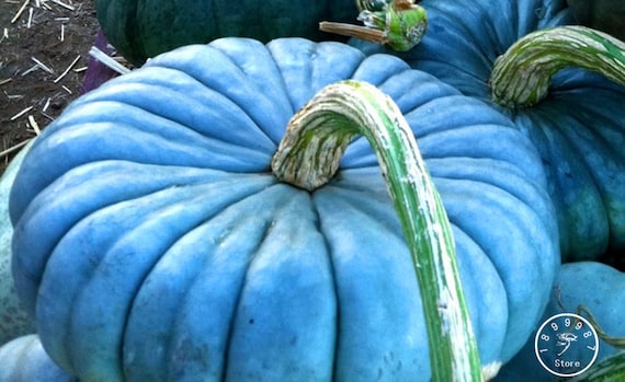かぼちゃの種 クイーンズランドブルー ウクライナ在来種野菜の種 #1726