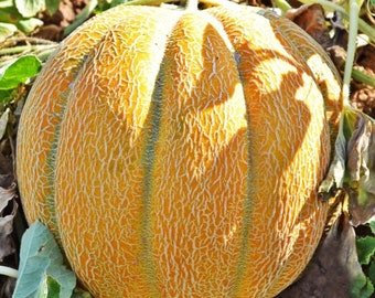 Melon Seeds Ethiopian #1748