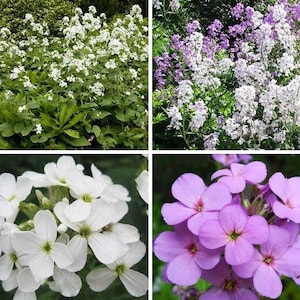 Semi di fiori misti di Hesperis matronalis viola notturno