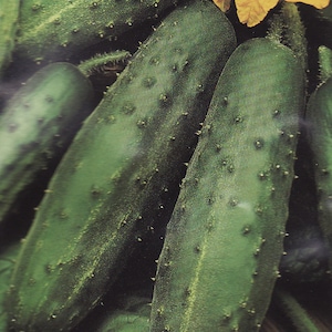 Könnte beinhalten: Nahaufnahme von grünen Gurken mit einer gelben Blüte. Das Etikett auf der Verpackung lautet "Огурец ФЕНИКС" und "поздний".