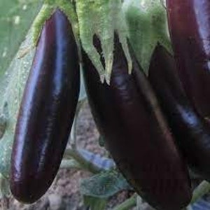 Aubergine Samen Giselle F1