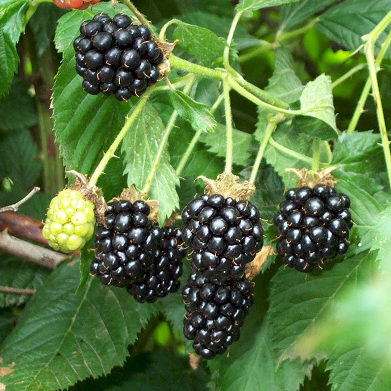 Blackberry Big Black Seeds Berries Seed From Ukraine/ 50 Seeds Etsy
