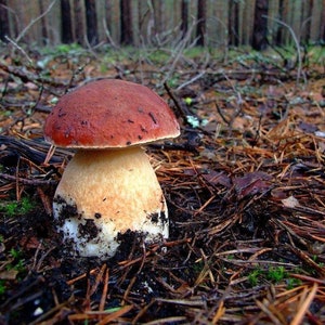 Boletus pinophilus white Mushroom / Mycelium Spores Spawn Dried Seeds image 4