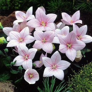 Platikodon pink perennial Flower Seeds