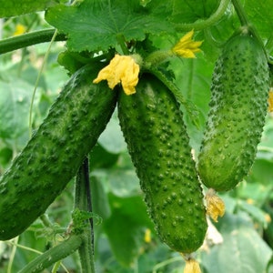 Könnte beinhalten: Drei grüne Gurken wachsen an einer Rebe mit gelben Blüten. Die Gurken haben eine unebene Textur und hängen an der Rebe.