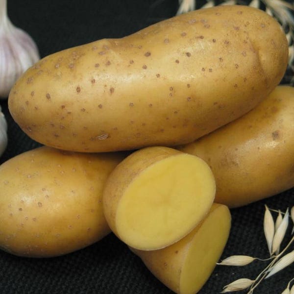 Potato Seeds Etsy
