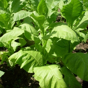 Virginia Tobacco Samen (Citrus Aroma) Kräutererbstück