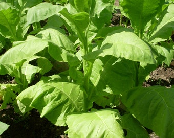 Semillas de tabaco de Virginia (aroma cítrico) Hierba heredada