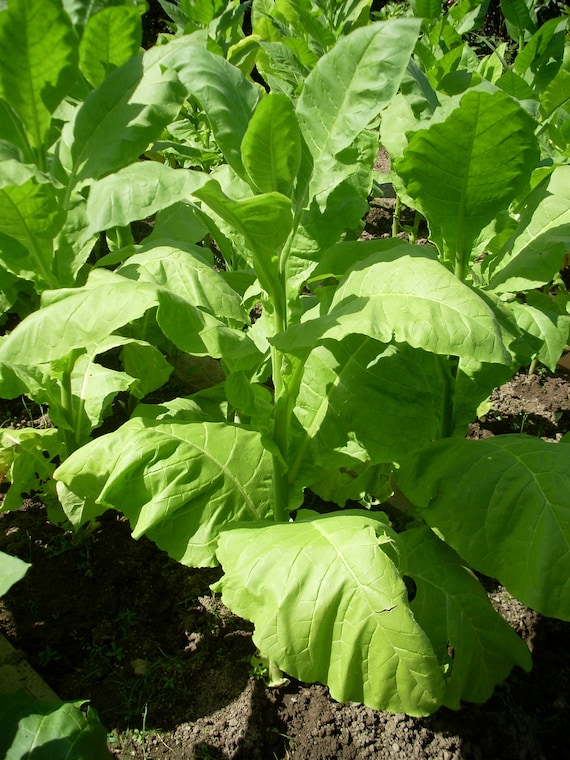 tobacco seeds online Virginia Tobacco Seeds (Citrus aroma) Herb Heirloom