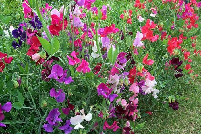 ウクライナ産 Lathyrus Odoratus スイートピー Low MIX 花種子 #1091