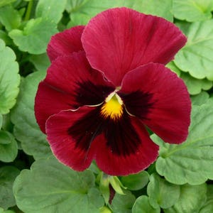 Violet Cardinal Flower Seeds from Ukraine#1026