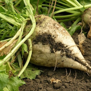 Puede incluir: Una remolacha grande y blanca con una raíz larga y cónica, que yace en el suelo con tierra y hojas. La remolacha está rodeada de hojas y tallos verdes.