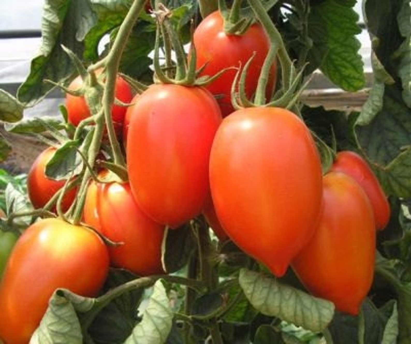 Tomato Vegetable Seeds Pertsevidny From Ukraine Average578 - Etsy