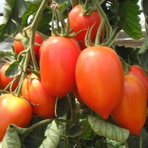 Tomato seed Golden Pear Ukraine Organic Vegetable 