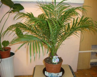 Dadelpalmen Kanarieträd inomhus
