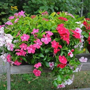 Catharanthus roseus Flower seeds